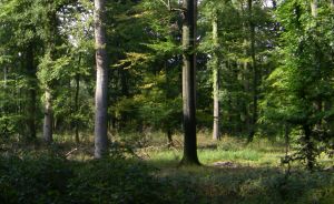 Lieser Wald 1.jpg  